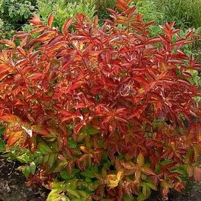 Вейгела ОГНЕННЫЕ КРЫЛЬЯ в Одинцове