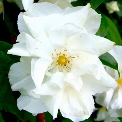 Жасмин РОЗАЦЕ  Жасмин РОЗАЦЕ в Одинцове