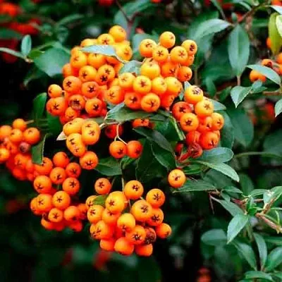 Пираканта ОРАНЖ ГЛОУ  Пираканта ОРАНЖ ГЛОУ в Одинцове