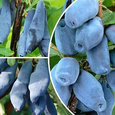 Комплект СИЯНИЕ ГЛАЗ в Одинцове