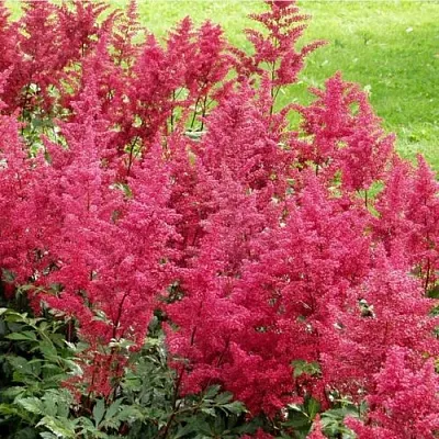 Астильба СКАЙСКРЕЙПЕР китайская  Астильба СКАЙСКРЕЙПЕР китайская в Одинцове