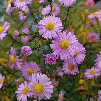 Астра СТРОУБЕРРИ ЭНД КРИМ новобельгийская  Астра СТРОУБЕРРИ ЭНД КРИМ новобельгийская в Одинцове