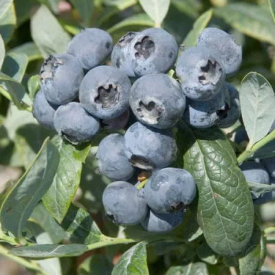 Голубика БРИГИТТА — описание сорта Голубика БРИГИТТА в Одинцове