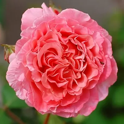 Саженцы роз ЛОРАН КАБРОЛЬ шраб  Саженцы роз ЛОРАН КАБРОЛЬ шраб в Одинцове