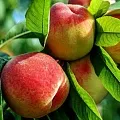 Персик  Персик в Одинцове