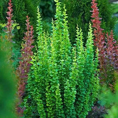 Барбарис ЭРЕКТА тунберга в Одинцове