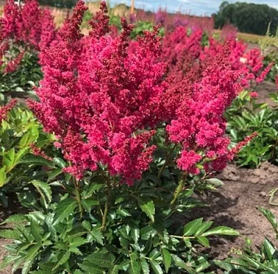 Астильба ЛАКИ ДЕЙ Арендса  Астильба ЛАКИ ДЕЙ Арендса в Одинцове