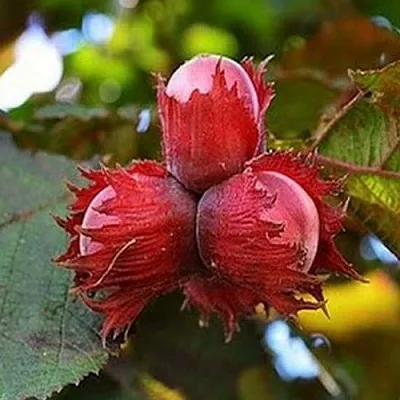 Фундук КРАСНЫЙ ЯНТАРЬ  Фундук КРАСНЫЙ ЯНТАРЬ в Одинцове