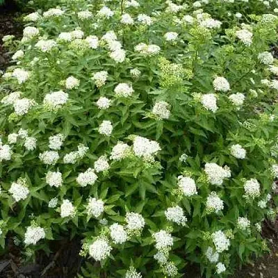 Спирея АЛЬБИФЛОРА японская в Одинцове