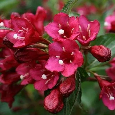 Вейгела ЕВА РАТКЕ  Вейгела ЕВА РАТКЕ в Одинцове