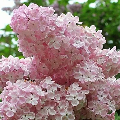 Сирень ВЕЧЕРНИЙ ЗВОН в Одинцове