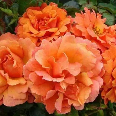 Саженцы роз БРИДЖ ОФ САЙЗ плетистая  Саженцы роз БРИДЖ ОФ САЙЗ плетистая в Одинцове