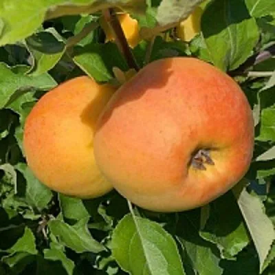 Яблоня АНТОНОВКА ЗОЛОТАЯ  Яблоня АНТОНОВКА ЗОЛОТАЯ в Одинцове