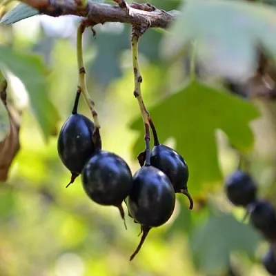 Смородина золотистая ДУСТЛИК  Смородина золотистая ДУСТЛИК в Одинцове