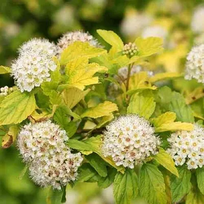 Пузыреплодник АНГЕЛ ГОЛД  Пузыреплодник АНГЕЛ ГОЛД в Одинцове