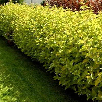 Комплект ДАРТС ГОЛД в Одинцове