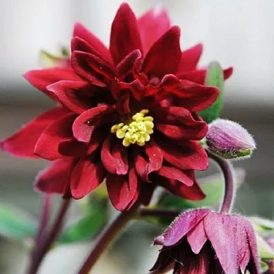 Аквилегия РУБИ ПОРТ обыкновенная  Аквилегия РУБИ ПОРТ обыкновенная в Одинцове