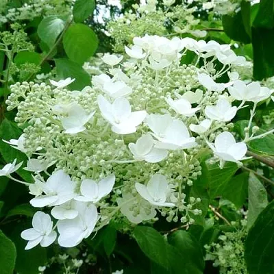 Гортензия УАЙТ ДОМ древовидная  Гортензия УАЙТ ДОМ древовидная в Одинцове