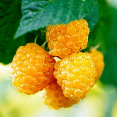 Малина МЕДОВАЯ в Одинцове