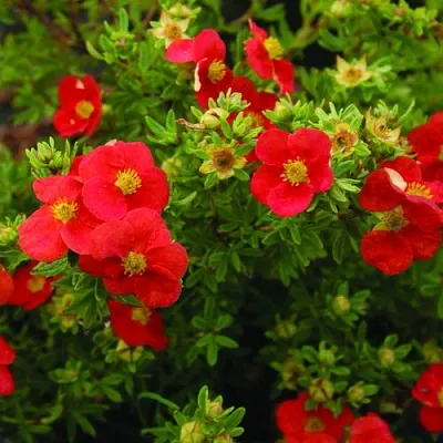 Лапчатка РЕД АЙС кустарниковая  Лапчатка РЕД АЙС кустарниковая в Одинцове