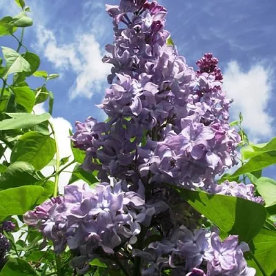 Сирень КРЫЛЬЯ НАДЕЖДЫ  Сирень КРЫЛЬЯ НАДЕЖДЫ в Одинцове