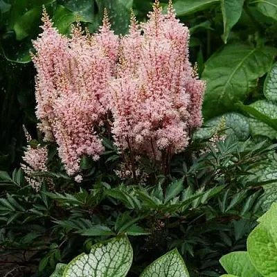 Астильба ЛУК ЭТ МИ японская  Астильба ЛУК ЭТ МИ японская в Одинцове