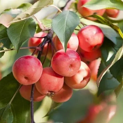 Яблоня ВИШНЕПЛОДНАЯ декоративная  Яблоня ВИШНЕПЛОДНАЯ декоративная в Одинцове