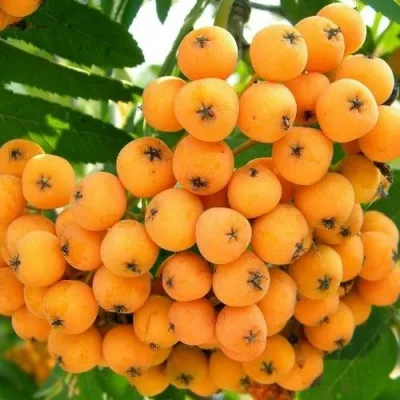 Рябина НЕВЕЖИНСКАЯ ЖЕЛТАЯ сладкоплодная — описание сорта Рябина НЕВЕЖИНСКАЯ ЖЕЛТАЯ сладкоплодная в Одинцове