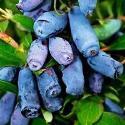 Жимолость съедобная ВОЛХОВА  Жимолость съедобная ВОЛХОВА в Одинцове