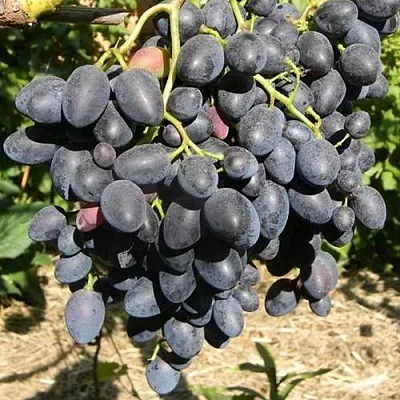 Виноград НАДЕЖДА АЗОС  Виноград НАДЕЖДА АЗОС в Одинцове