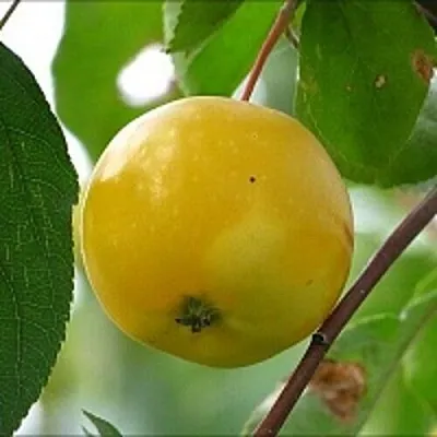 Яблоня КИТАЙКА ЖЁЛТАЯ колонновидная  Яблоня КИТАЙКА ЖЁЛТАЯ колонновидная в Одинцове