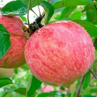 Яблоня КОРИЧНОЕ ПОЛОСАТОЕ  Яблоня КОРИЧНОЕ ПОЛОСАТОЕ в Одинцове