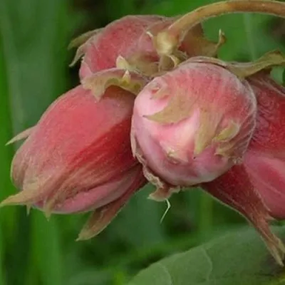 Фундук АКАДЕМИК ЯБЛОКОВ  Фундук АКАДЕМИК ЯБЛОКОВ в Одинцове