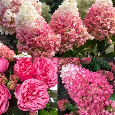 Комплект МАЛИНОВЫЙ ДЕСЕРТ в Одинцове