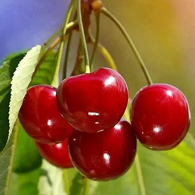 Черешня ТЕРЕМОШКА в Одинцове