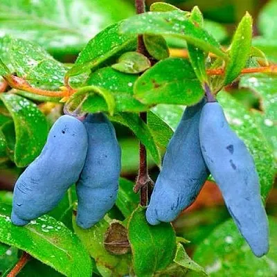 Жимолость съедобная МОРЕНА  Жимолость съедобная МОРЕНА в Одинцове