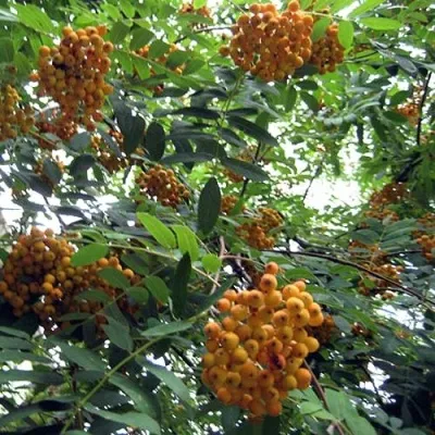 Рябина НЕВЕЖИНСКАЯ ЖЕЛТАЯ сладкоплодная — описание сорта Рябина НЕВЕЖИНСКАЯ ЖЕЛТАЯ сладкоплодная в Одинцове