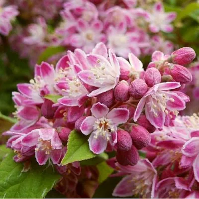 Дейция СТРОБЕРРИ ФИЛДС   Дейция СТРОБЕРРИ ФИЛДС  в Одинцове