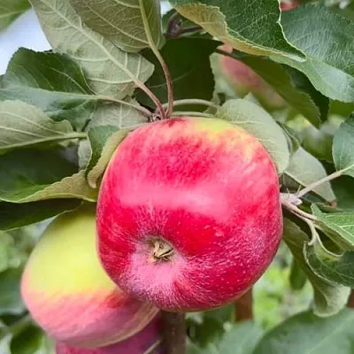 Яблоня АРБАТ колонновидная  Яблоня АРБАТ колонновидная в Одинцове