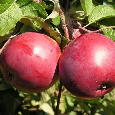 Яблоня ДАРУНАК  Яблоня ДАРУНАК в Одинцове