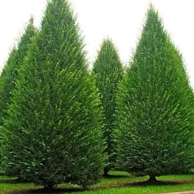 Граб   Граб  в Одинцове