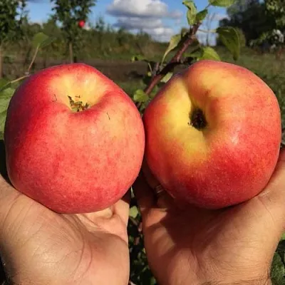 Яблоня КОВРОВОЕ стелющаяся  Яблоня КОВРОВОЕ стелющаяся в Одинцове