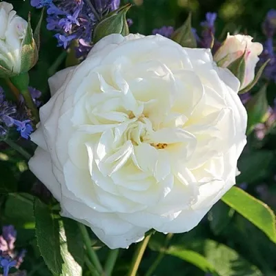 Саженцы роз АЛАБАСТЕР флорибунда  Саженцы роз АЛАБАСТЕР флорибунда в Одинцове