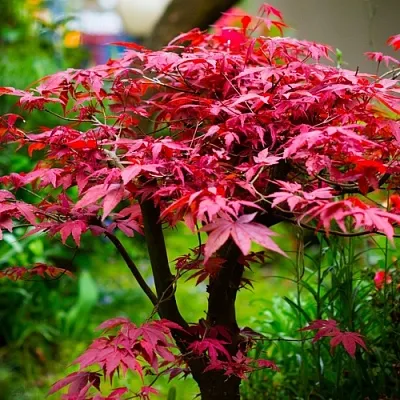 Клен дланевидный АТРОПУРПУРЕУМ  Клен дланевидный АТРОПУРПУРЕУМ в Одинцове