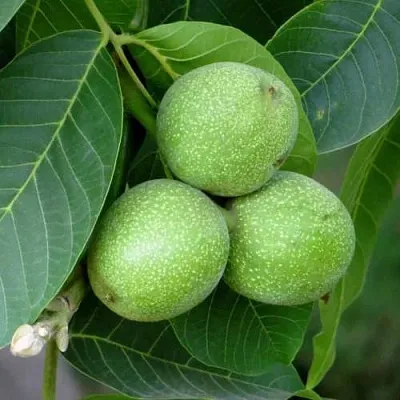 Грецкий орех ЮРИЙ ГАГАРИН  Грецкий орех ЮРИЙ ГАГАРИН в Одинцове