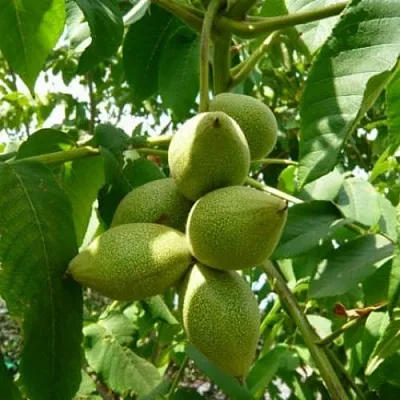 Маньчжурский орех   Маньчжурский орех  в Одинцове