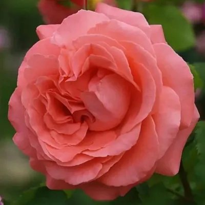 Саженцы роз ДИДИ БРИДЖУОТЕР плетистая  Саженцы роз ДИДИ БРИДЖУОТЕР плетистая в Одинцове