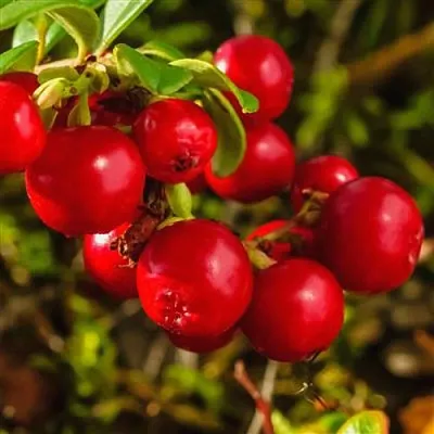 Брусника  Брусника в Одинцове