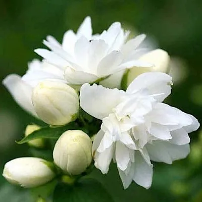 Жасмин ШНЕЕШТРУМ  Жасмин ШНЕЕШТРУМ в Одинцове