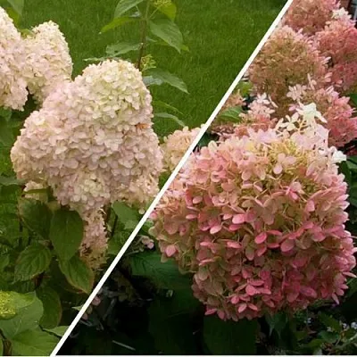 Комплект НЕЖНЫЕ ЧУВСТВА в Одинцове